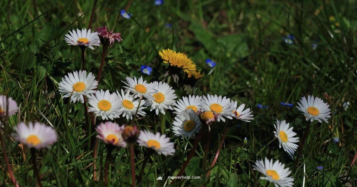 Lawn Mower vs Wacker - Mower Help