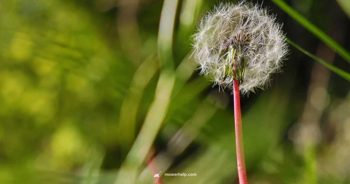 John Deere Mowers 2026 John Deere Mowers 2026 - Mower Help