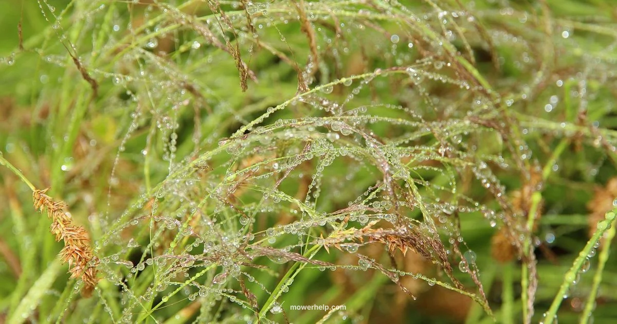 After Rain Mower After Rain Mower - Mower Help