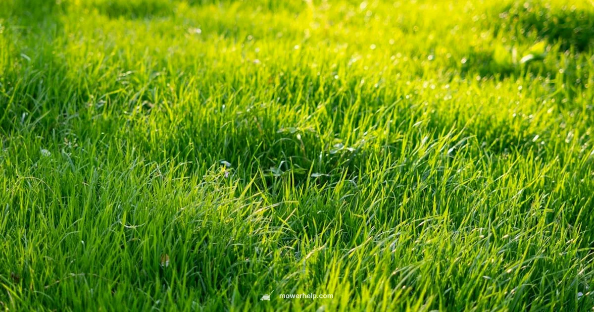 Best Plug-In Mower - Mower Help