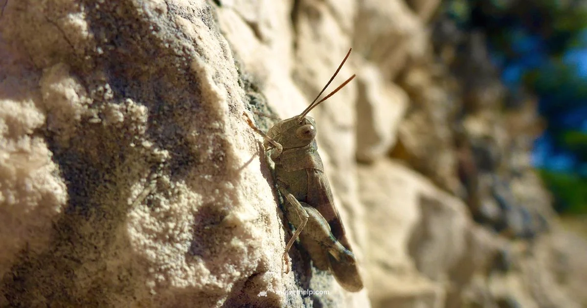 Mower Skip Disposal - Mower Help