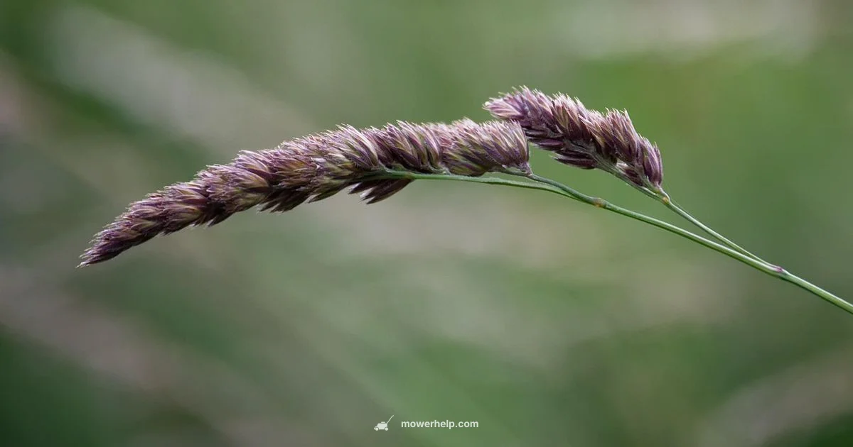 Ultra Foil Blade - Mower Help