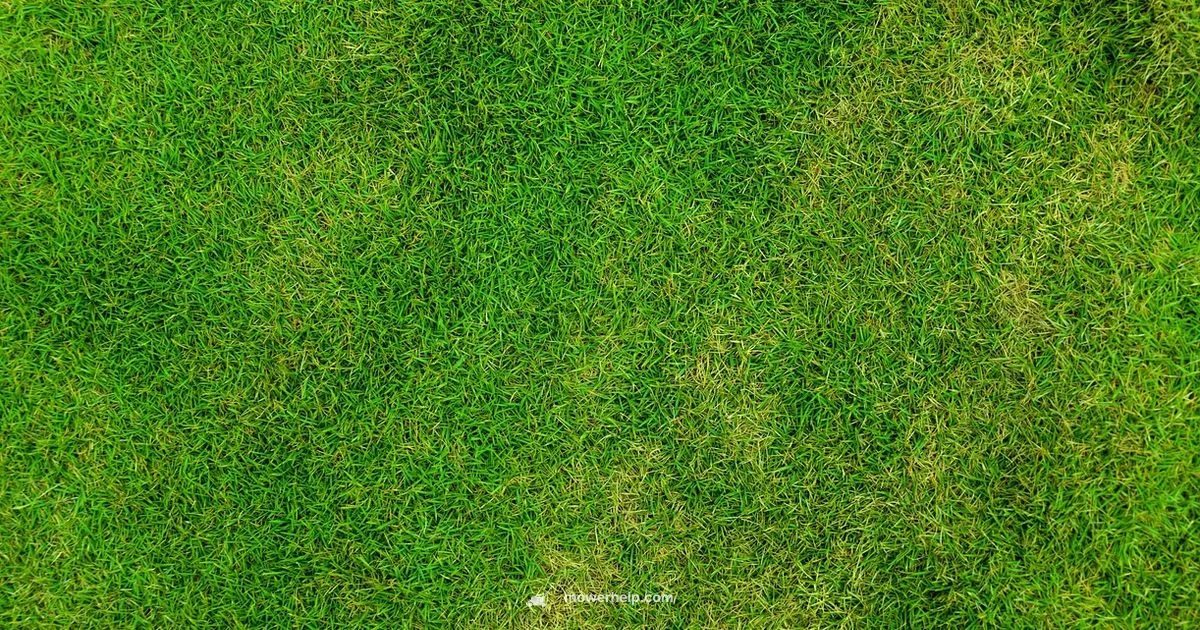 Lawn Mower Or: Quick Compare - Mower Help