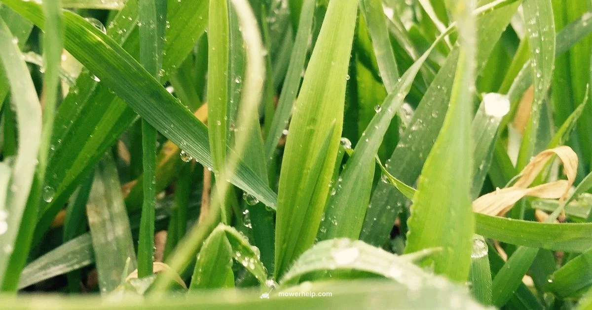 Husqvarna Z460 Review - Mower Help