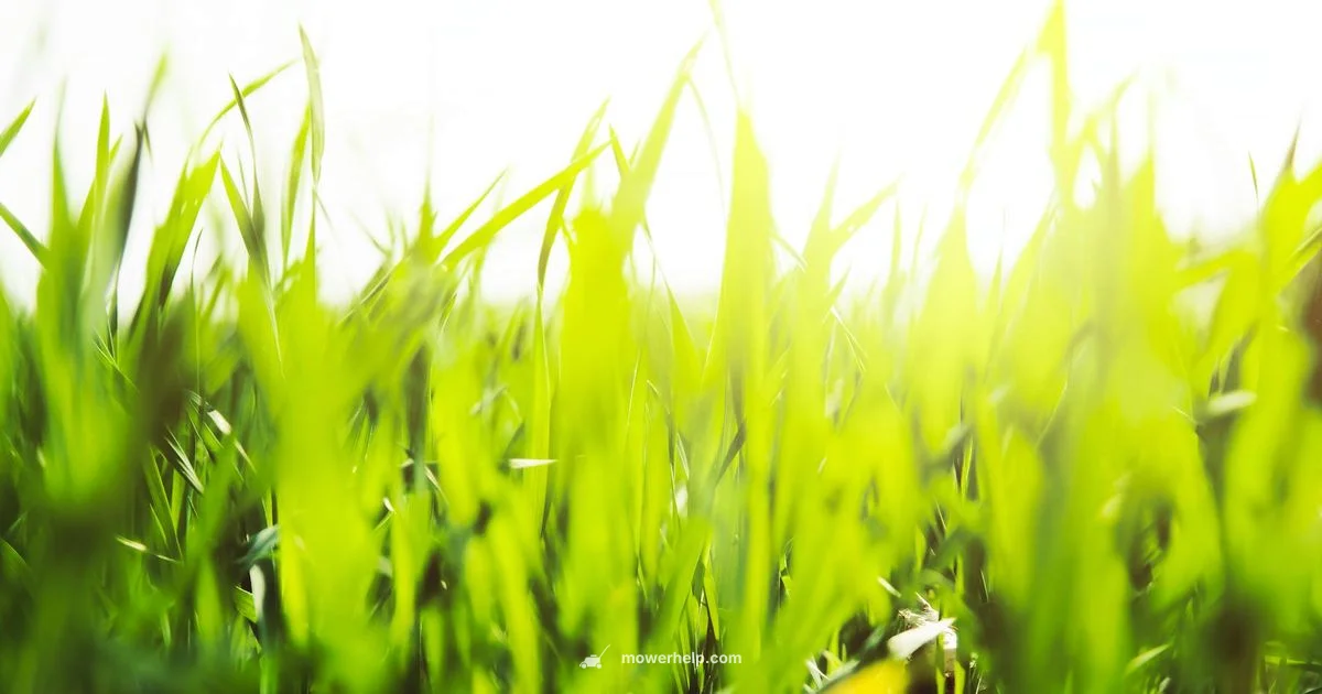 Makita Mower Care - Mower Help