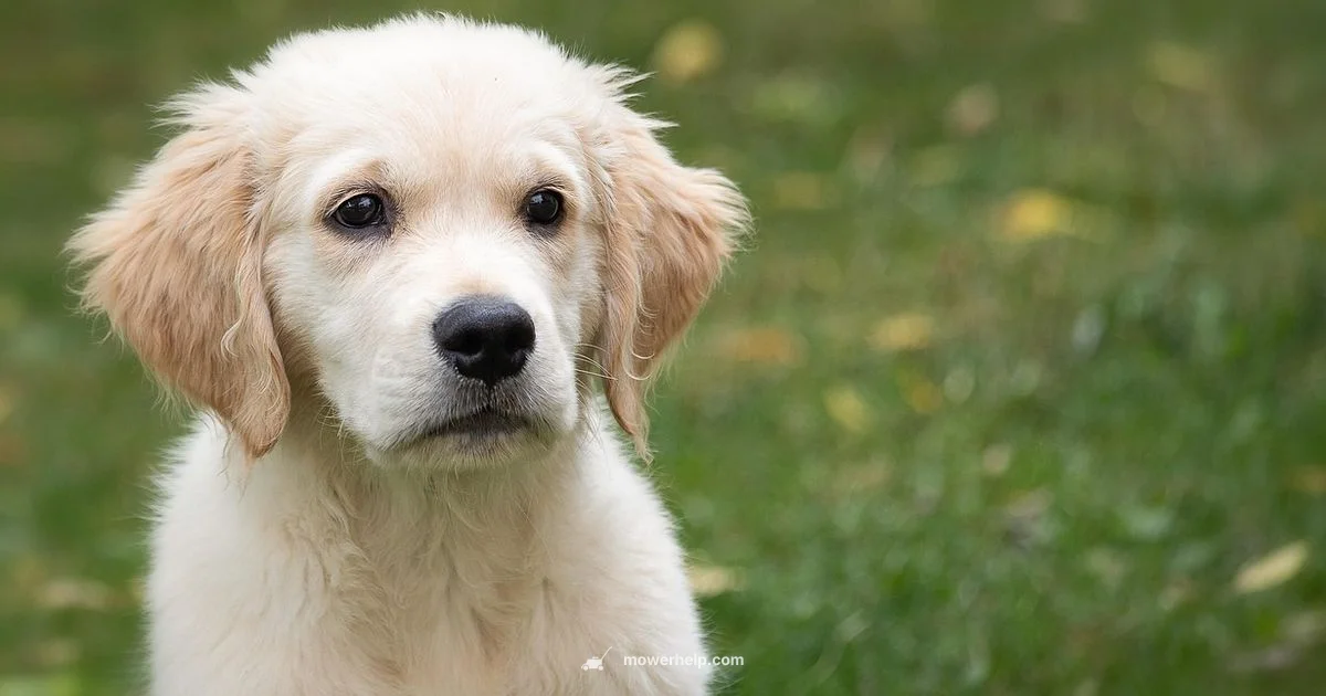 Garden Lawn Mower Guide - Mower Help