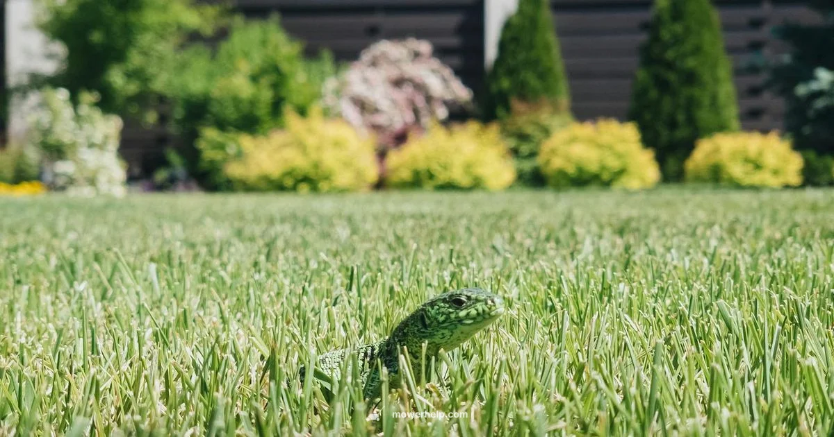 60V Toro Guide - Mower Help