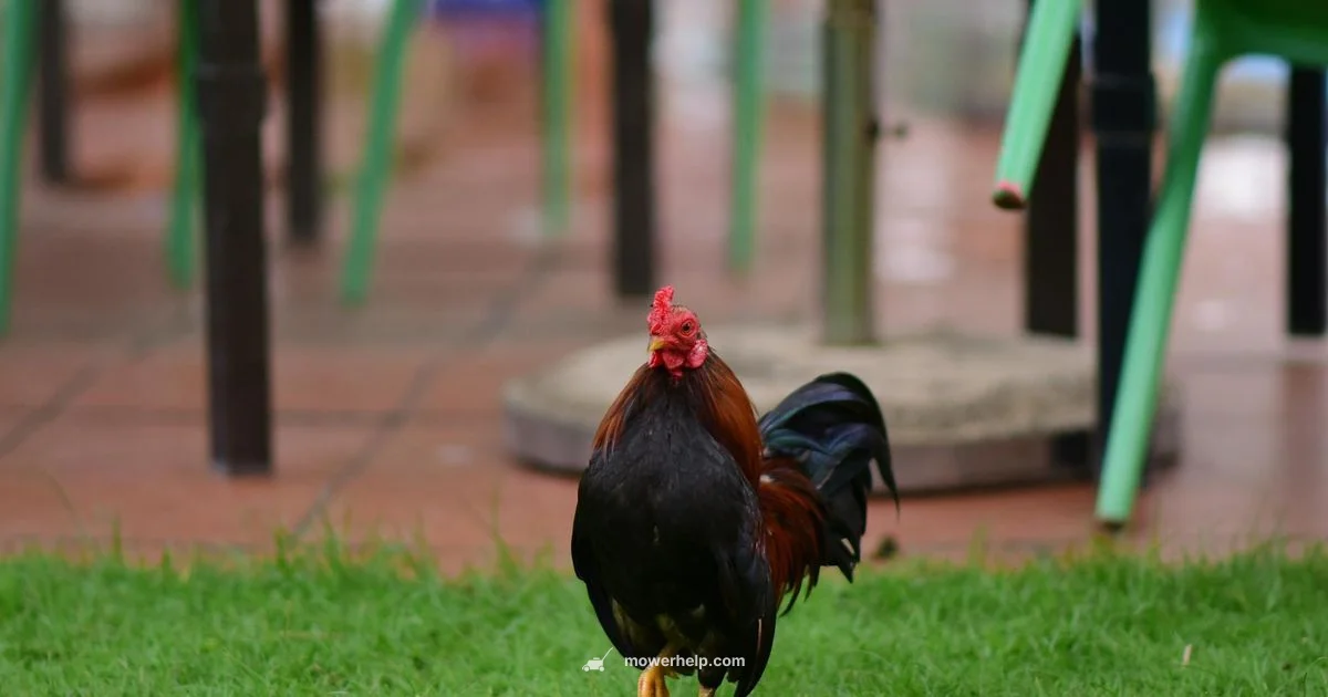 Toro Walk Behind Mower - Mower Help