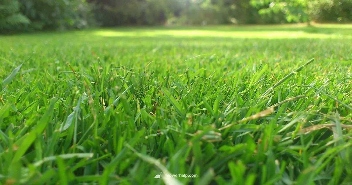 Beginner Mowing Guide - Mower Help