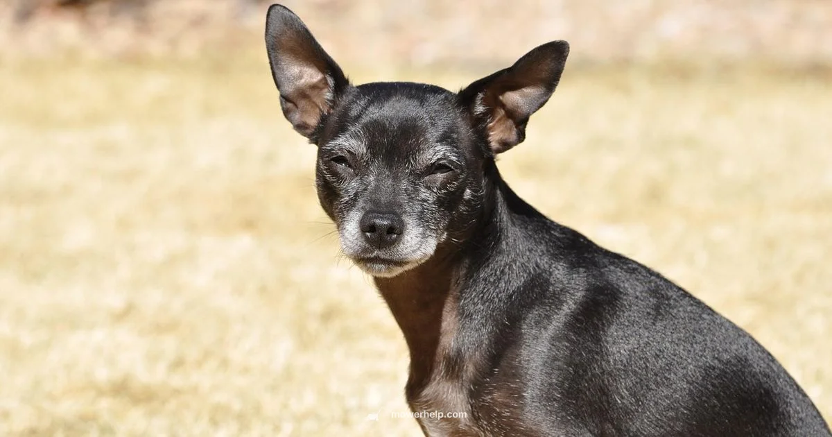 Push Mowing Workout Push Mowing Workout - Mower Help