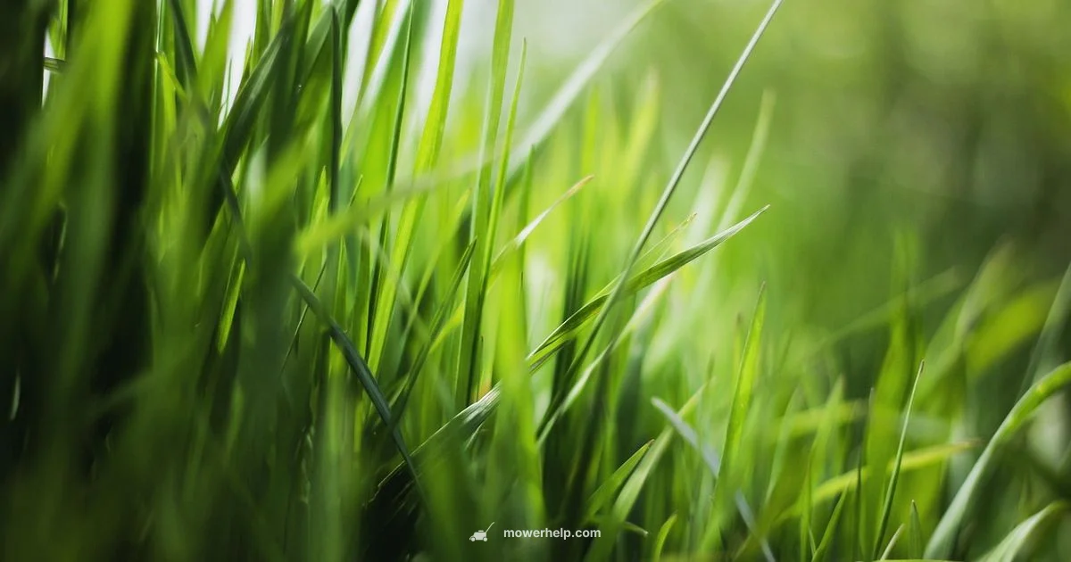 Sharp Lawn Blade Sharp Lawn Blade - Mower Help