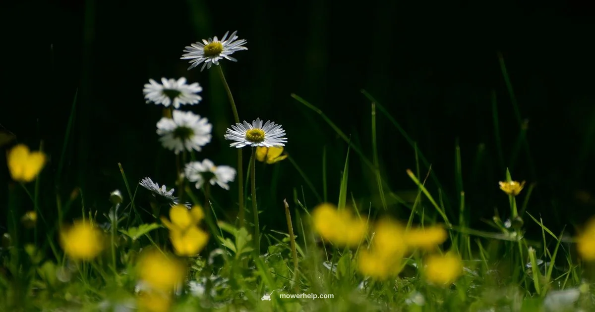 Lawn Mower Image - Mower Help