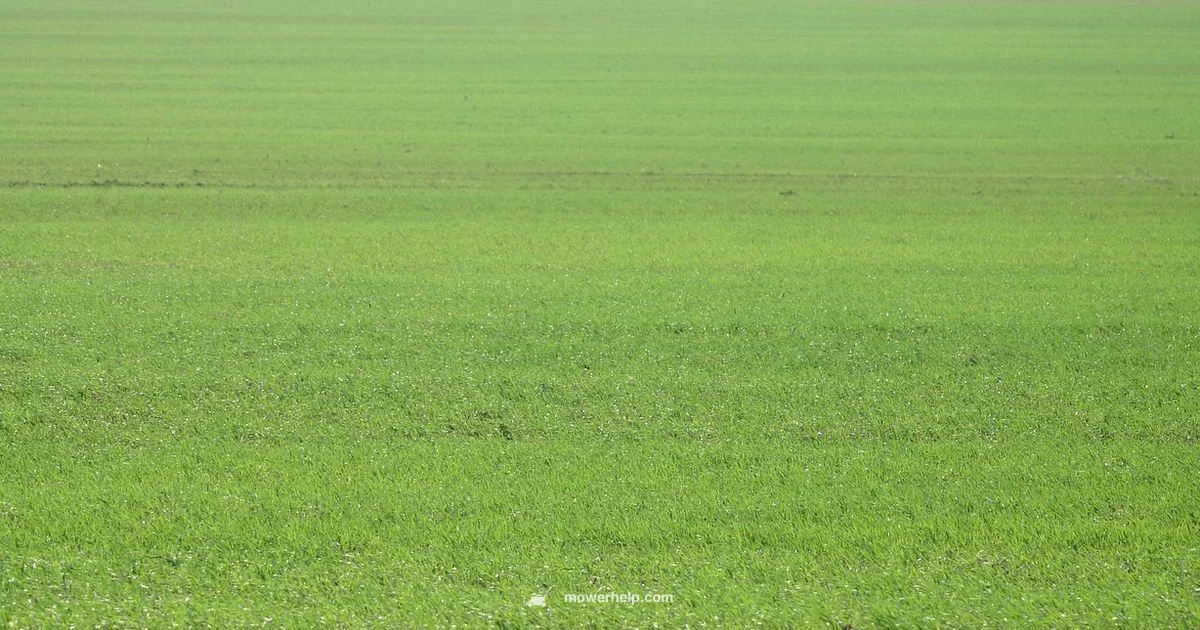 Best Mower for Big Yards - Mower Help