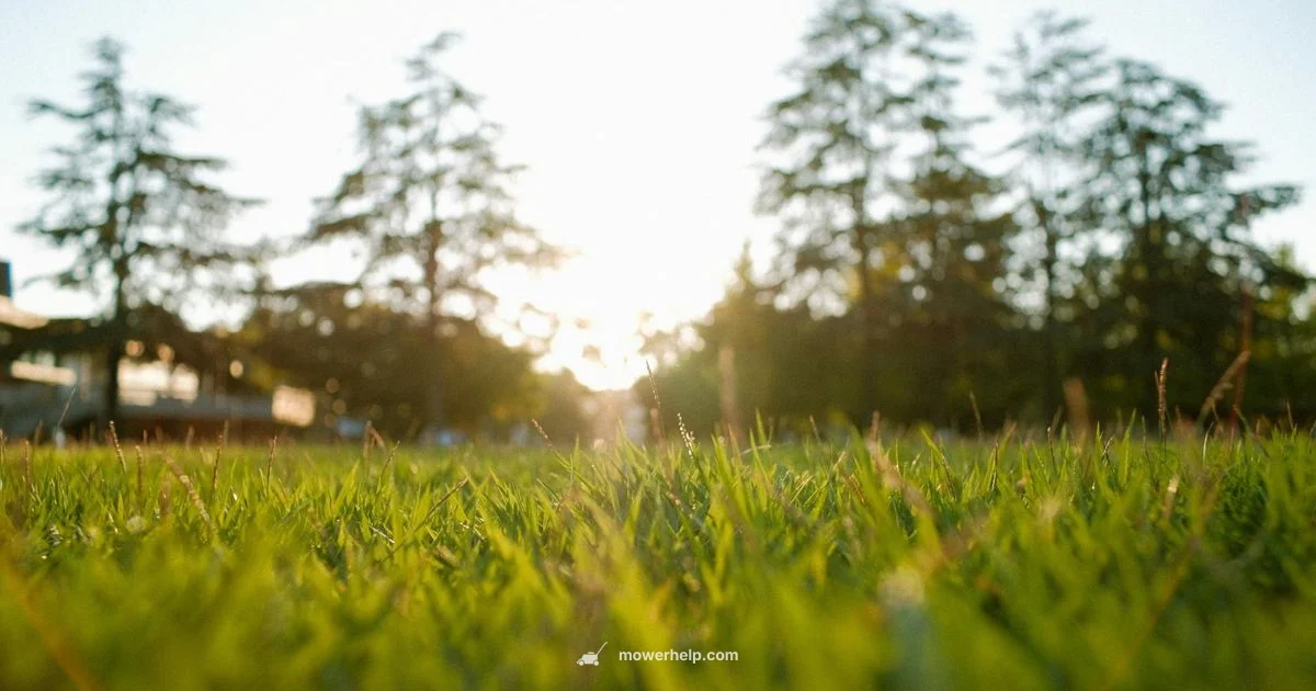 Mower Sale Guide Mower Sale Guide - Mower Help