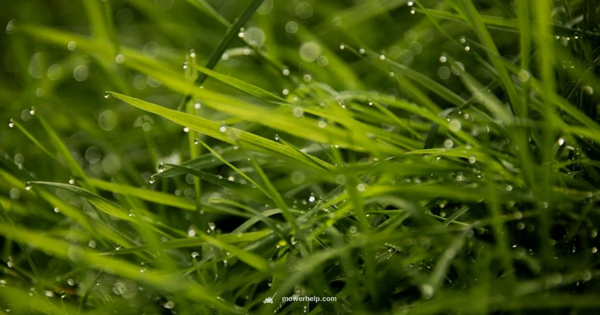 Rain Time Care Rain Time Care - Mower Help