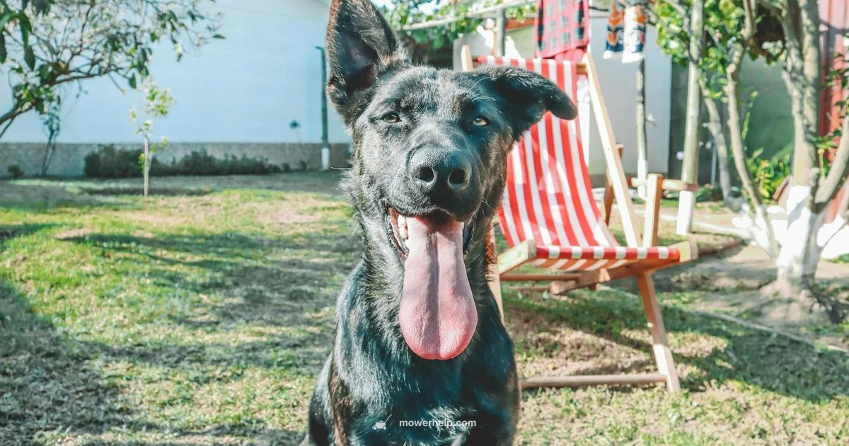 Toro 21465 Guide - Mower Help