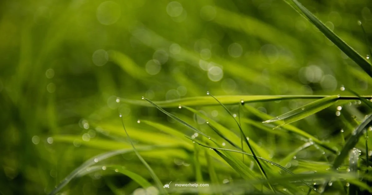 Mower Wet Guide Mower Wet Guide - Mower Help