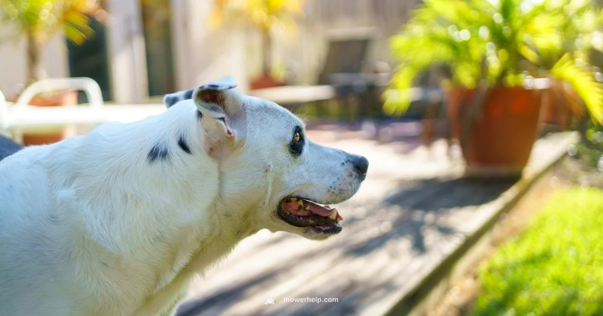 BigDog Mowers Maintenance - Mower Help