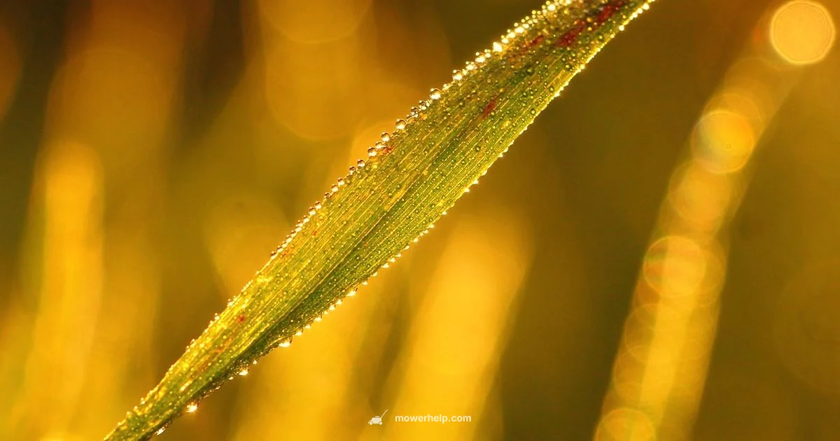Best Mower Blade 2026 - Mower Help