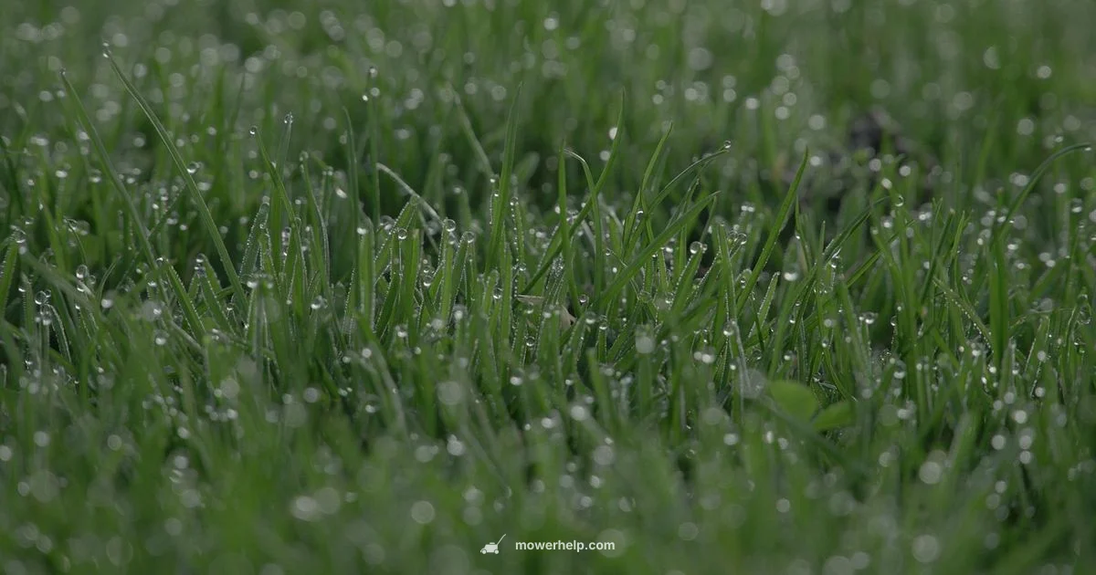 Lawn Mower Photo - Mower Help