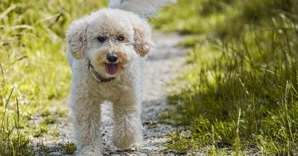 Mower Backfire Guide Mower Backfire Guide - Mower Help