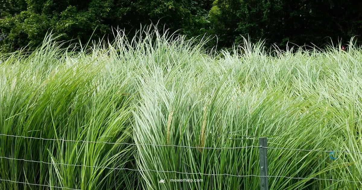 Blade Differences - Mower Help