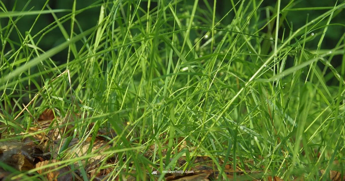 Lawn Mower Readiness - Mower Help