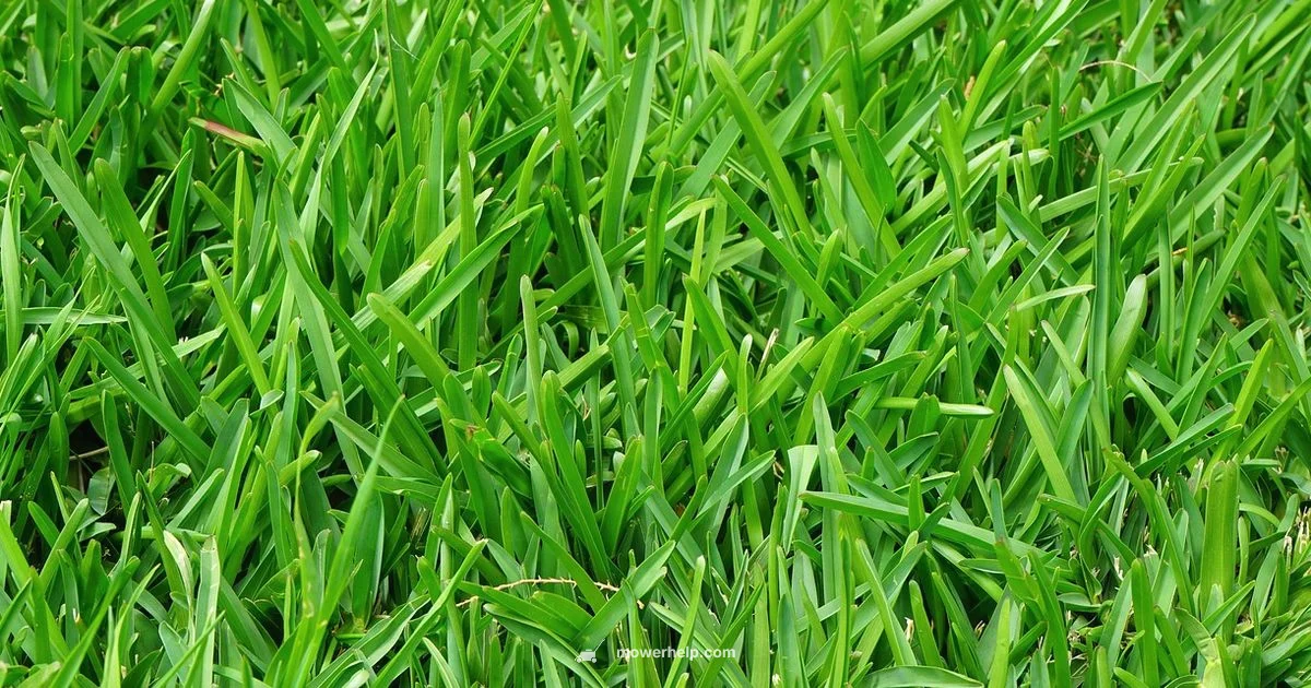 Electric Lawn Mower - Mower Help