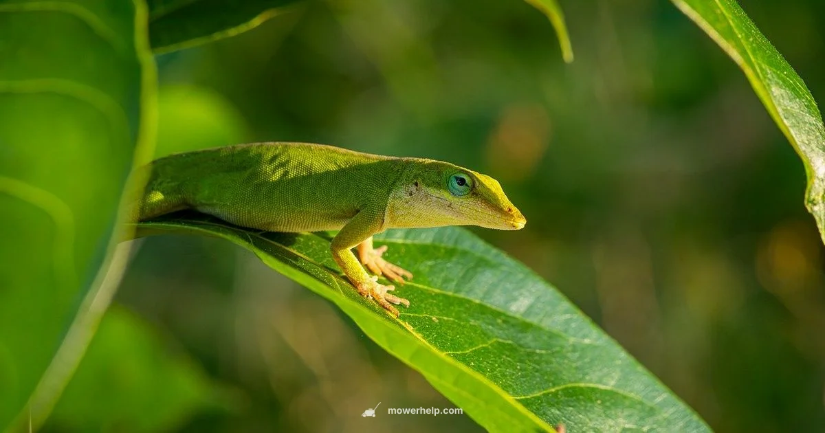 Mower Value Calculator - Mower Help