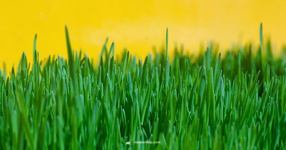 Robot Mower in Action - Mower Help