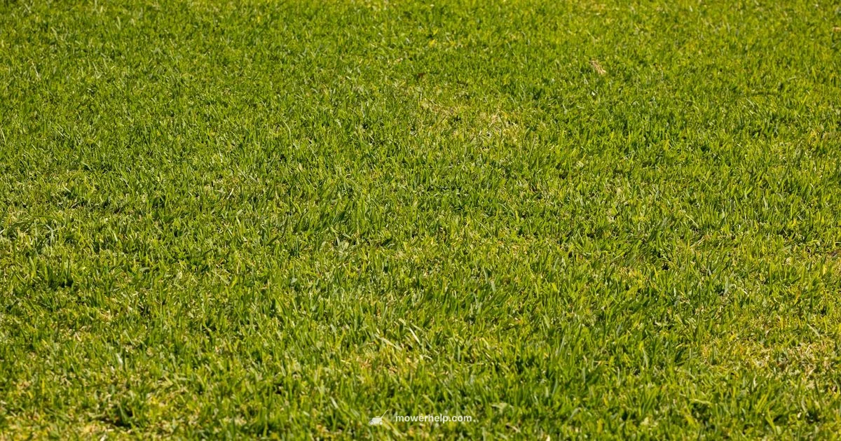 Eco Friendly Mower Eco Friendly Mower - Mower Help