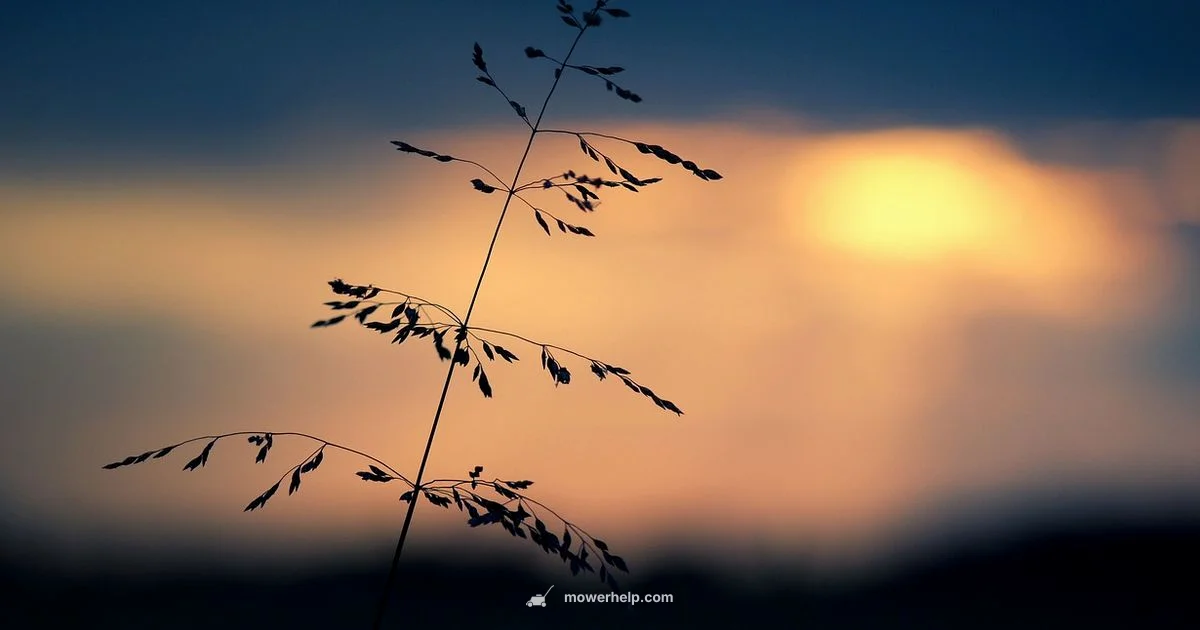 Sharp Blades - Mower Help