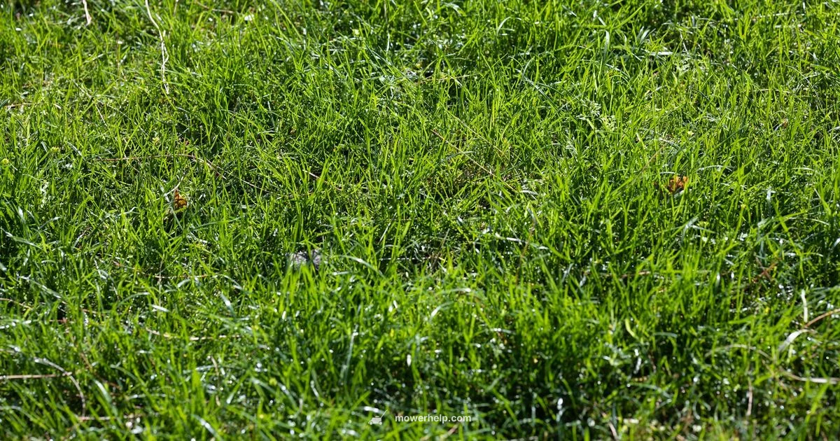 Eco Mower Setup - Mower Help