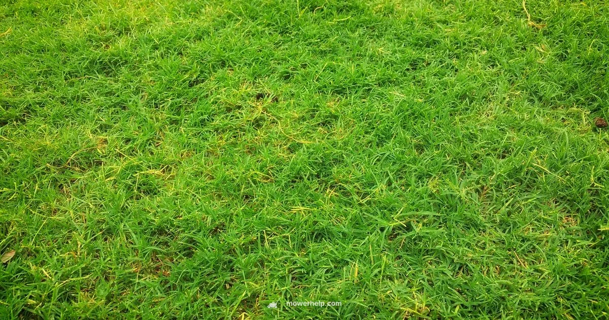 Best Lawn Mower Guide - Mower Help