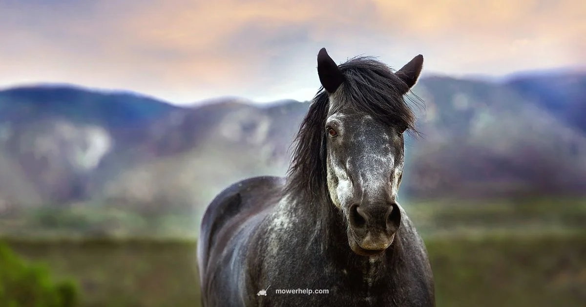 On-Site Repair - Mower Help