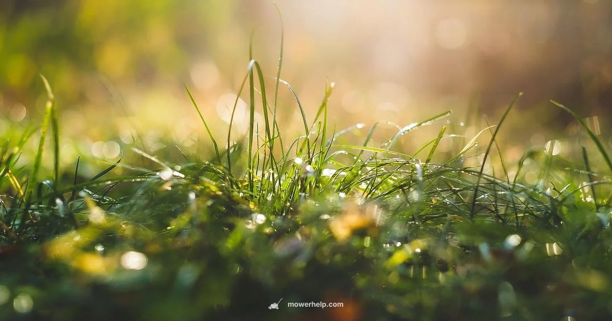 Troy-Bilt Start Guide - Mower Help