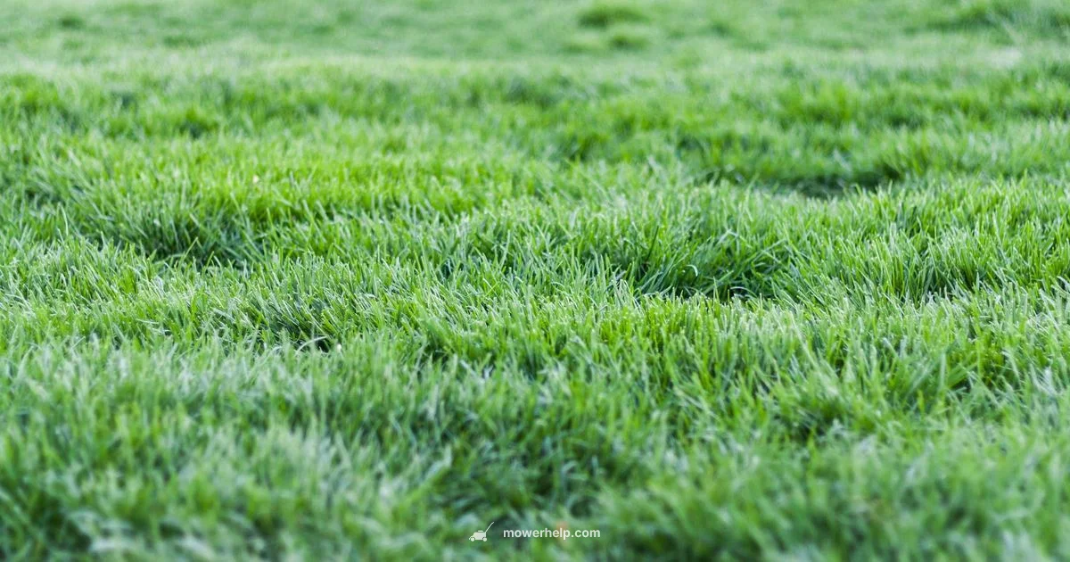 Self-Propelled Guide Self-Propelled Guide - Mower Help