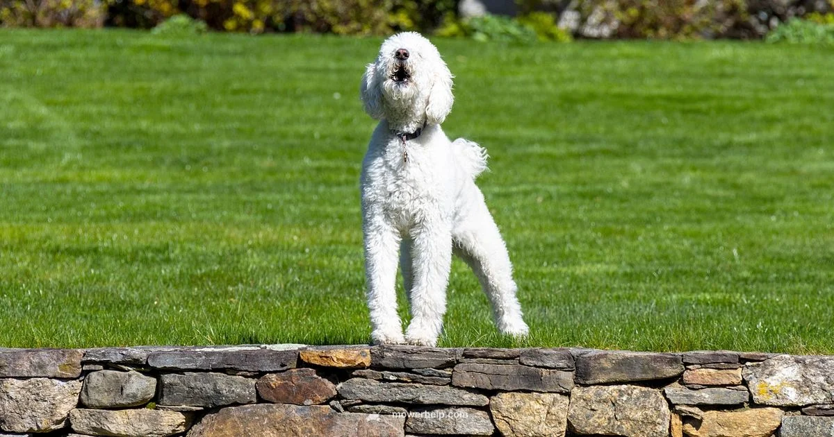 Top Picks for 2026 Top Picks for 2026 - Mower Help