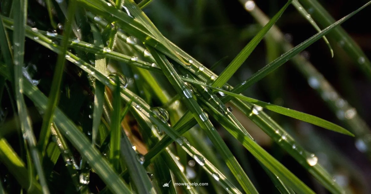 Mowing After Rain - Mower Help