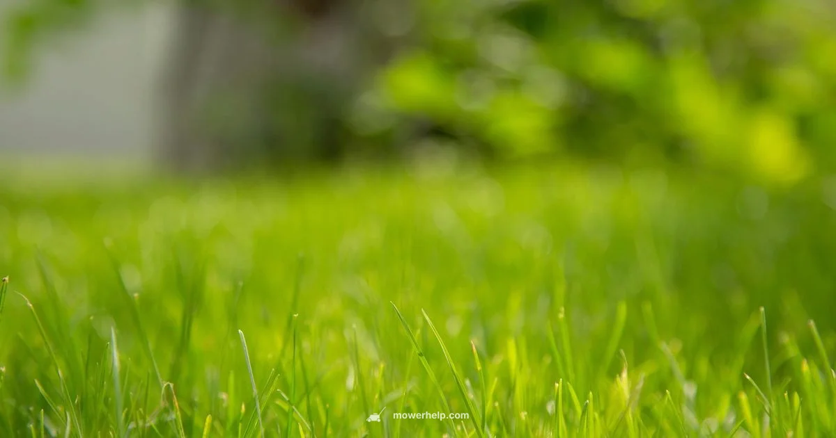 Manual Lawn Mower Guide Manual Lawn Mower Guide - Mower Help