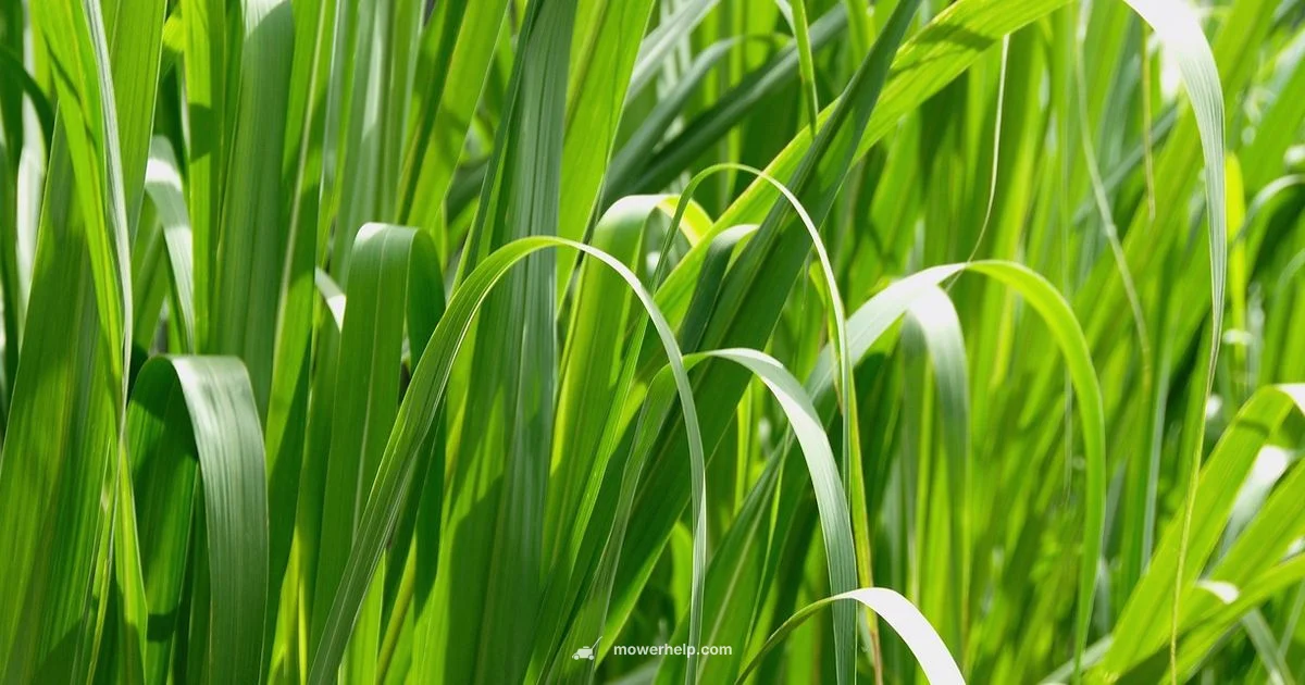 Lawn Mower Clipart - Mower Help