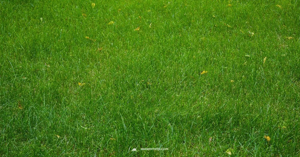 Push vs Propelled - Mower Help