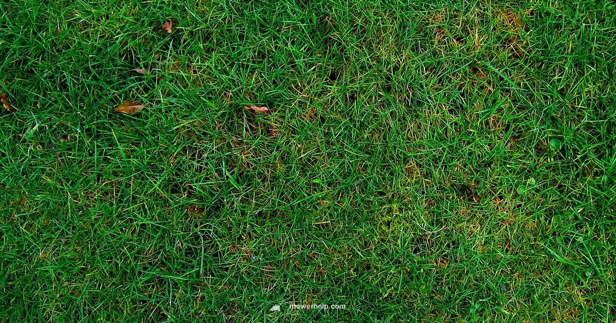 Leaf Mulching Guide Leaf Mulching Guide - Mower Help