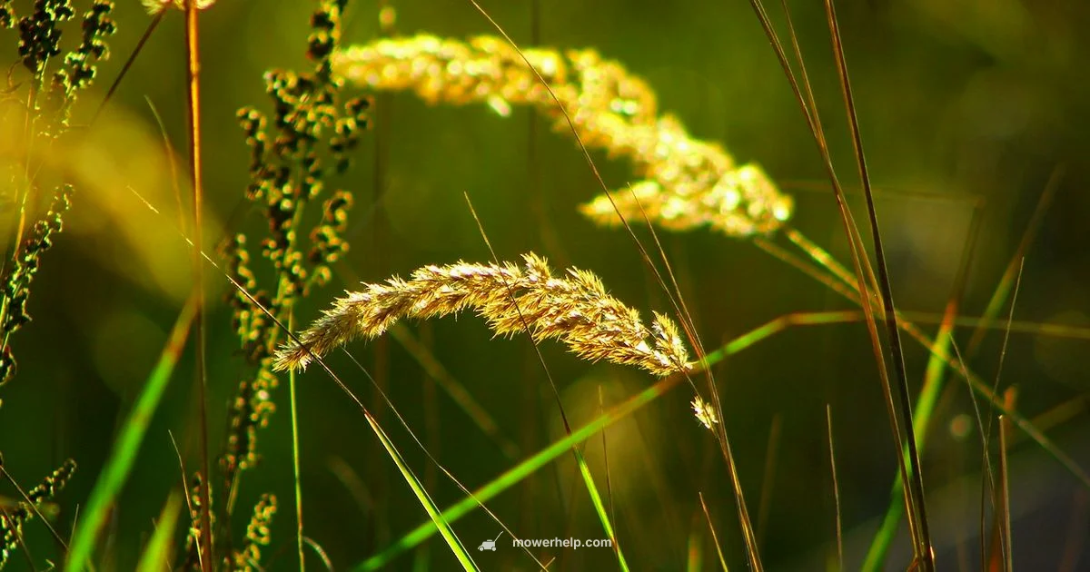 Blade Price Guide - Mower Help