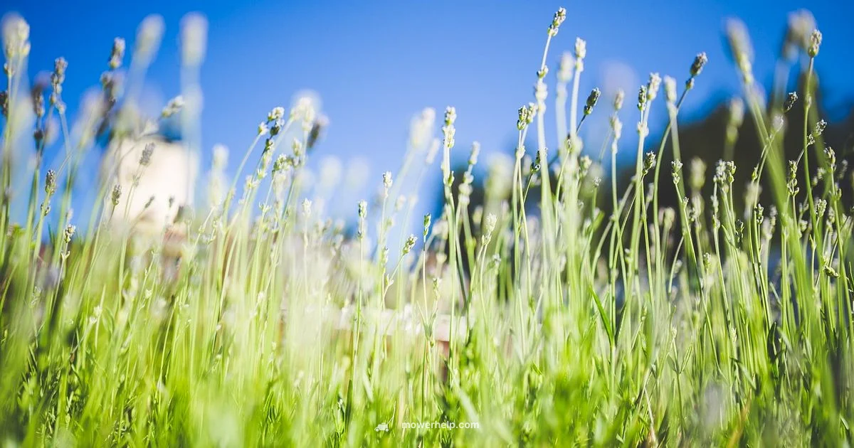 Leaves & Mower Guide - Mower Help