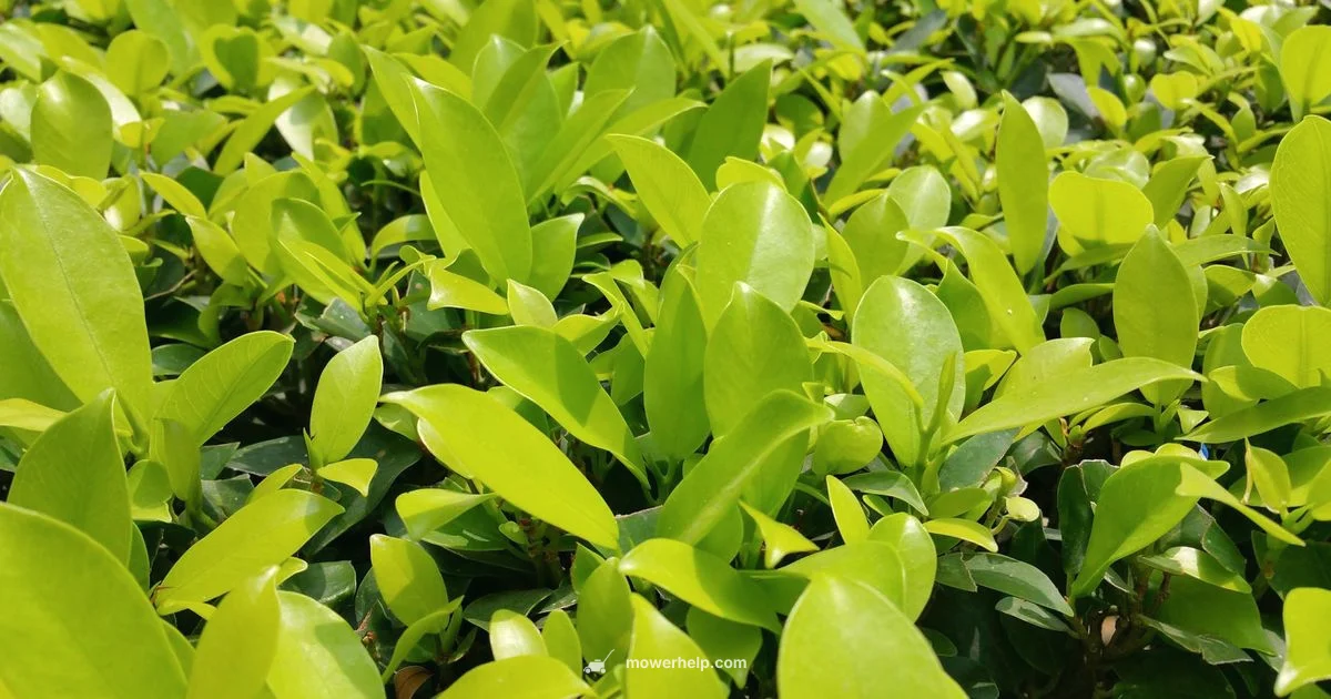 Craftsman T110 Overview Craftsman T110 Overview - Mower Help