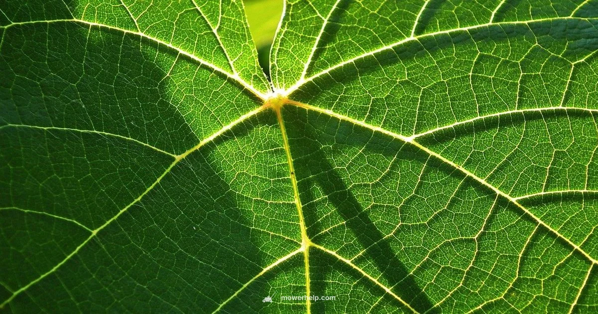 Top Mower Picks 2026 - Mower Help