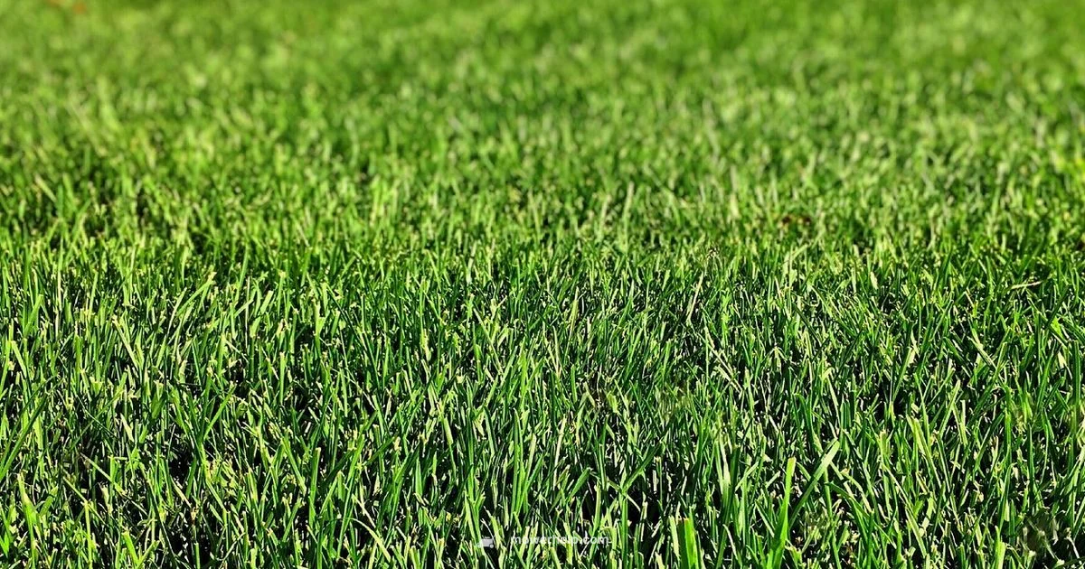 Electric Mower Fix - Mower Help