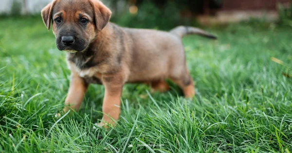 Honda Mower Guide - Mower Help