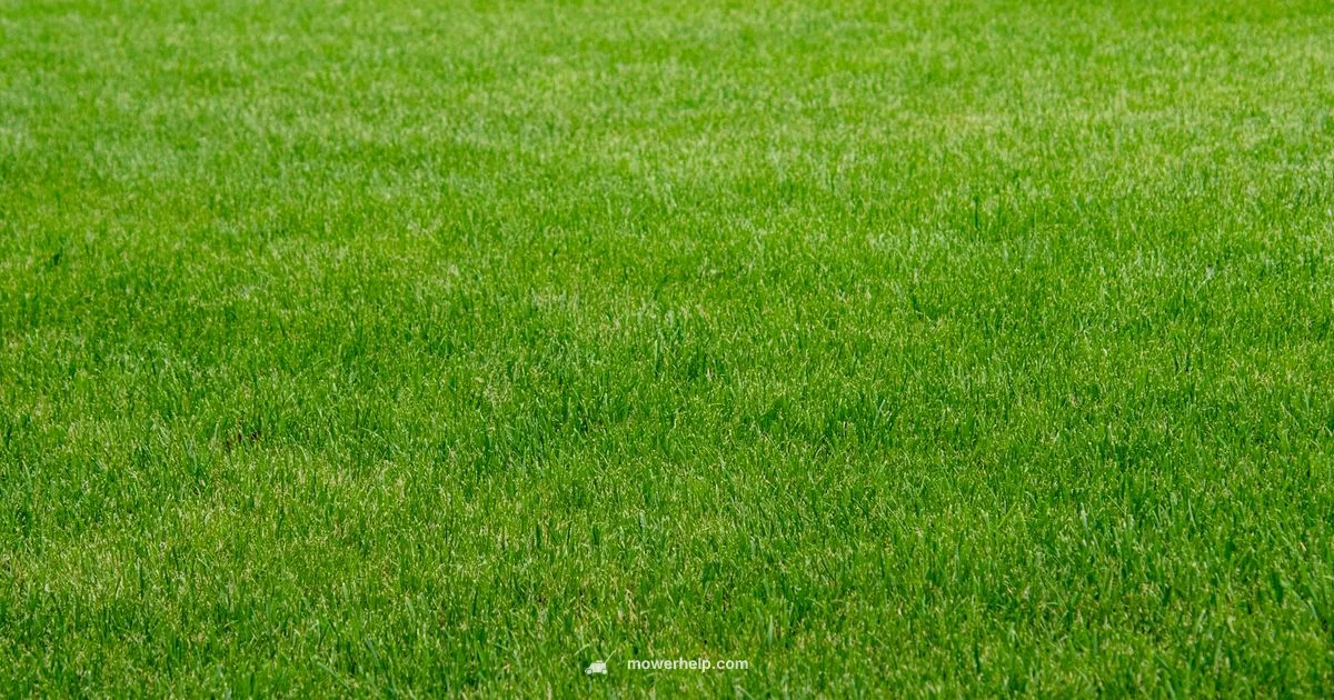 Ride On Mower Essentials - Mower Help